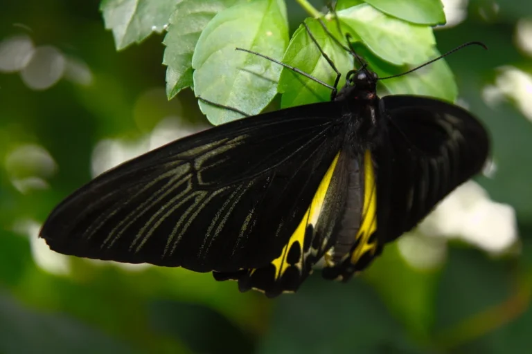 Black and Yellow Butterflies Meaning