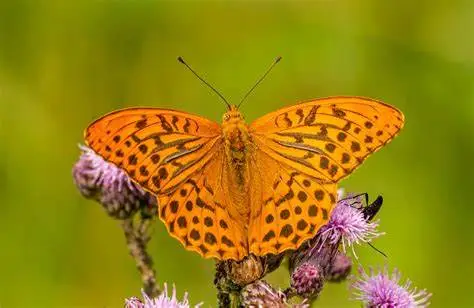 orange butterfly meaning