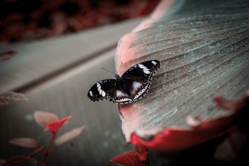 black and white butterfly meaning