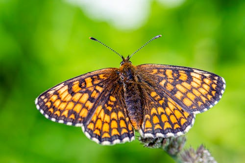 black and orange butterfly meaning