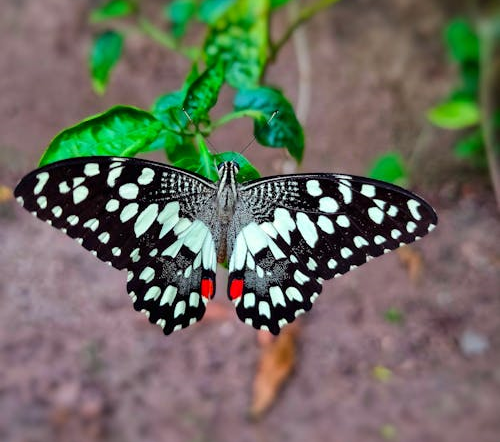 Lime Green Butterfly Spiritual Meaning