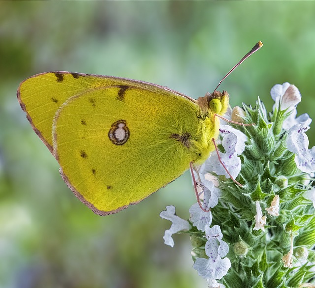 yellow butterfly meaning