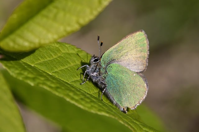 meaning of a green butterfly