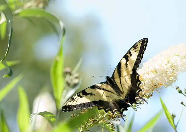 The Spiritual Significance of Black and Yellow Swallowtail Butterflies