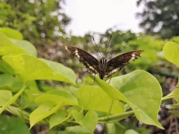 black butterfly meaning