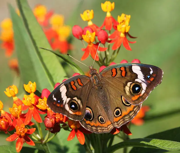 common buckeye butterfly meaning