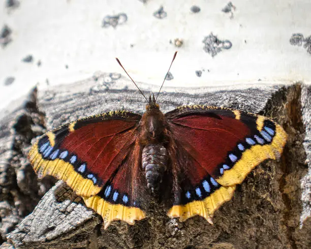 mourning cloak butterflies