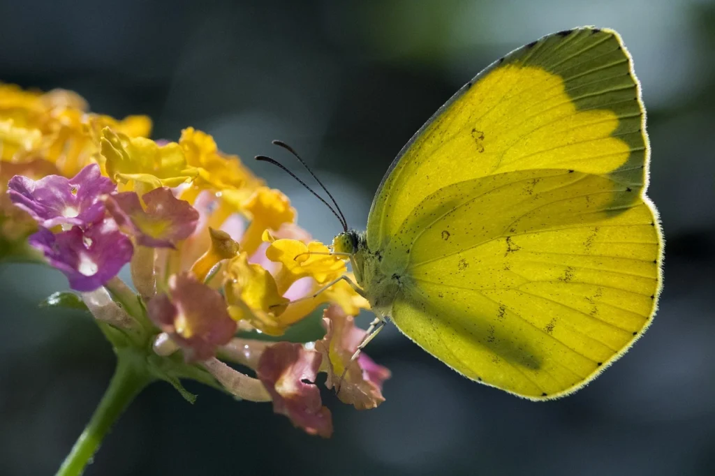 yellow butterfly spiritual meaning