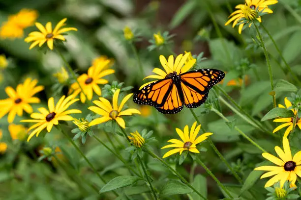 Yellow Monarch Butterflies and Their Role in Life