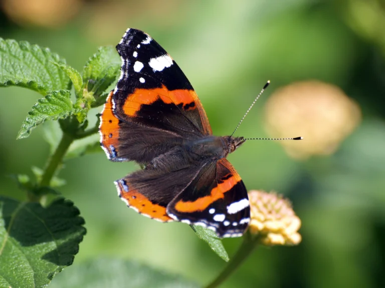 red admiral butterfly meaning