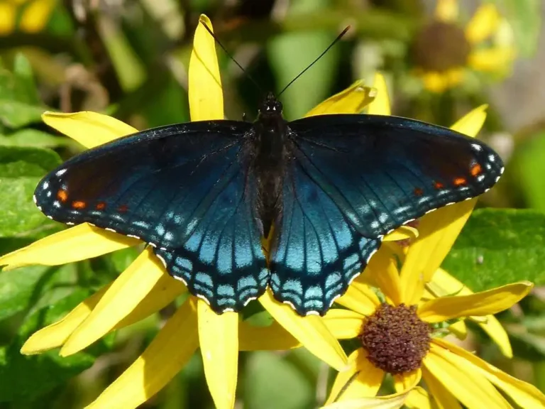 Red Spotted Purple Butterfly Meaning