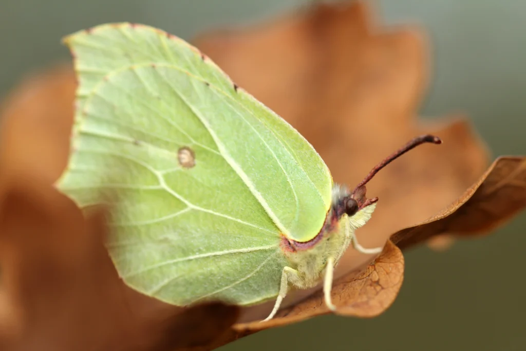 brimstone butterfly meaning