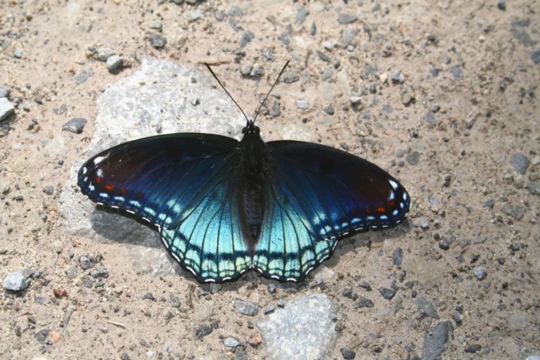 black and blue butterfly meaning