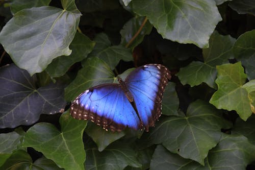 meaning of blue morpho butterfly