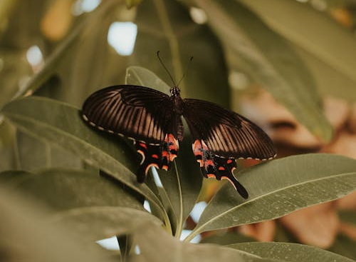 black butterfly symbolic meaning