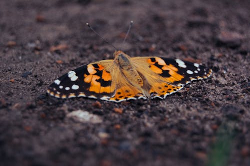 orange and black butterfly meaning