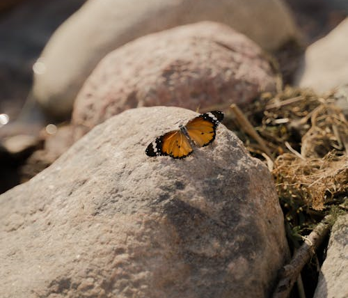 monarch butterfly meaning