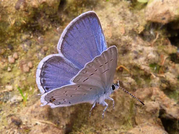 gray butterfly meaning