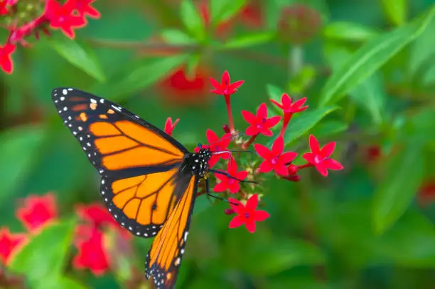 monarch butterfly spiritual meaning