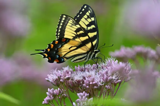 tiger swallowtail butterfly meaning