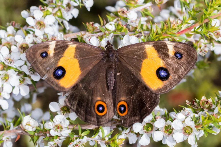 abeona butterfly meaning