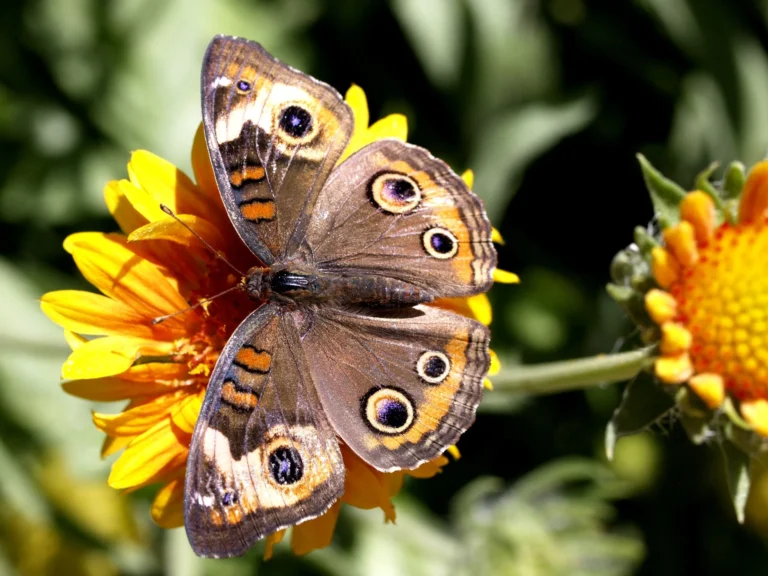 buckeye butterfly spiritual meaning