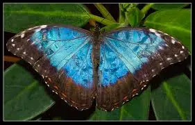 butterfly spiritual meaning