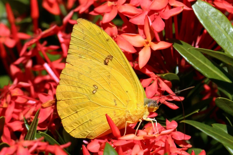 cloudless sulphur butterfly meaning