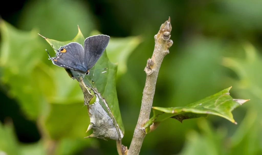 gray hairstreak butterfly spiritual meaning