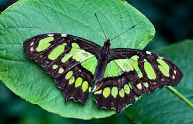 green butterfly spiritual meaning