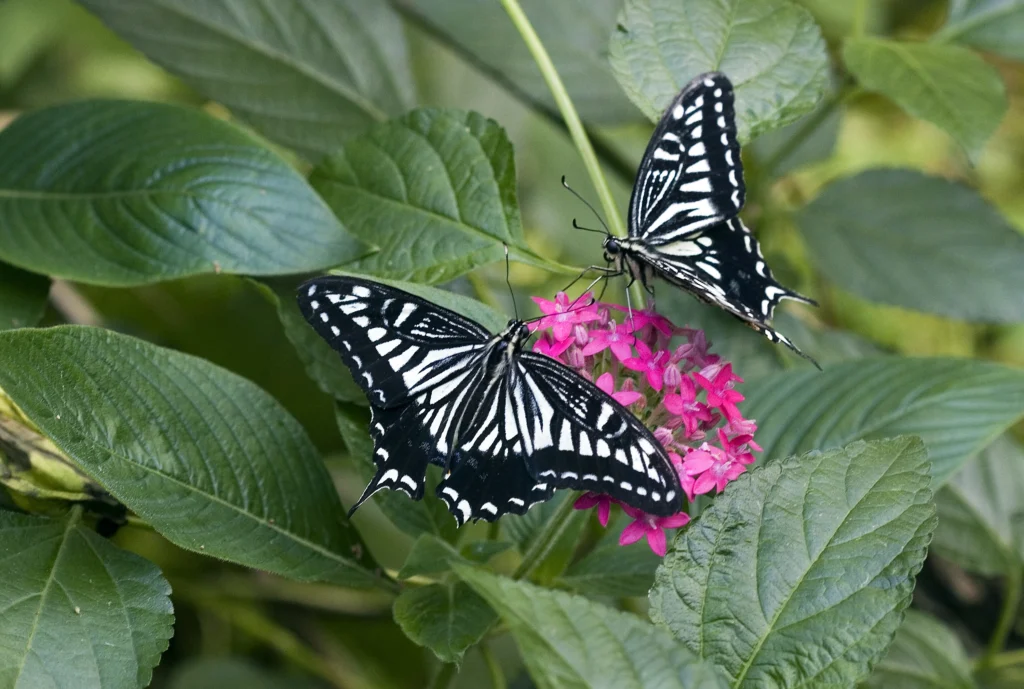 two butterflies meaning