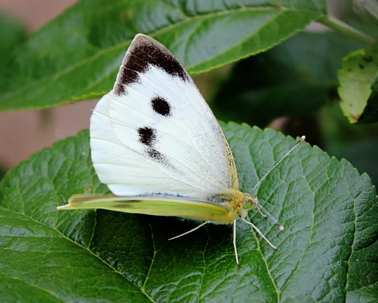 white butterfly meaning