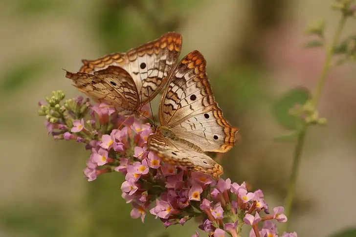 Types and Meanings of Butterflies