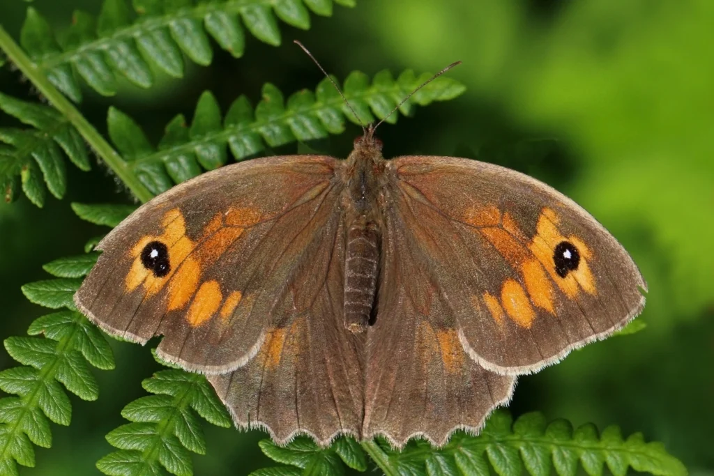 brown butterfly meaning