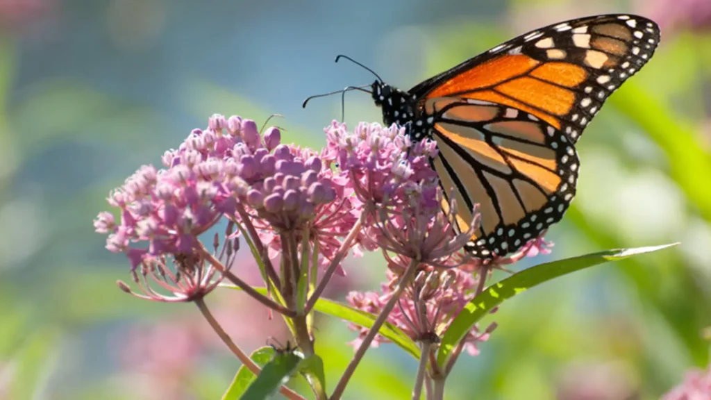 native american butterfly meaning