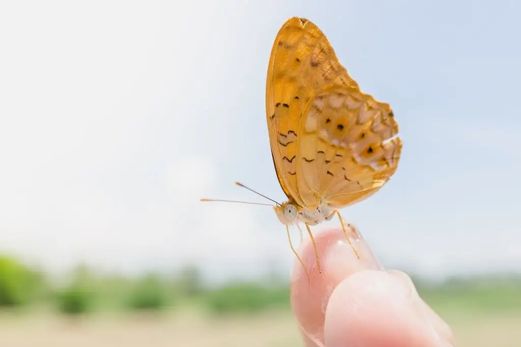 what does it mean when a butterfly lands on you